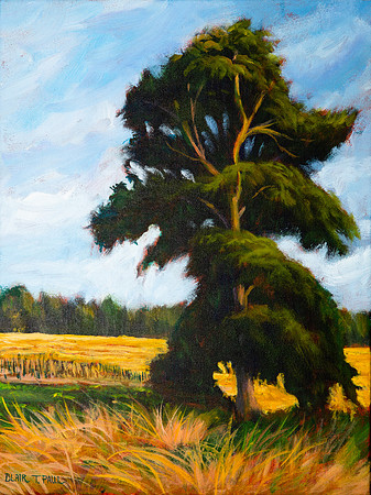 Field Shade Tree 16" x 12" $185.  GP$700.  SOLD