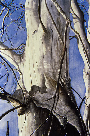 Dead Elm   -Sold